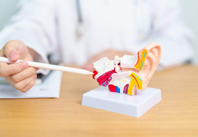 Doctor-explaining-ear-anatomy-with-model Doctor-explaining-ear-anatomy-with-model