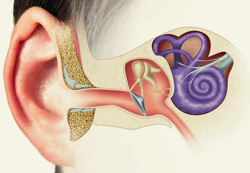 Illustration-of-human-ear-structure